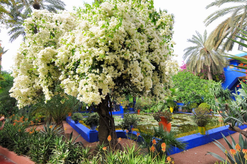 White-flowered Tree in Garden — Blue