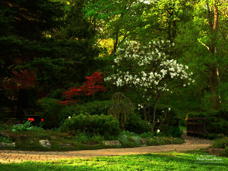 White-flowered Tree in Garden — Green