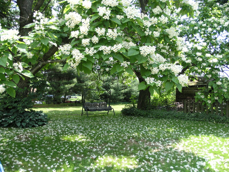 White-flowered Tree in Garden