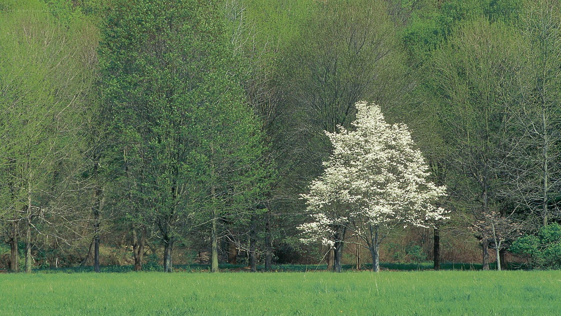 White-flowered tree in green field