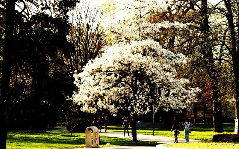 White-flowered Tree in Park — Green, Serene, Spring