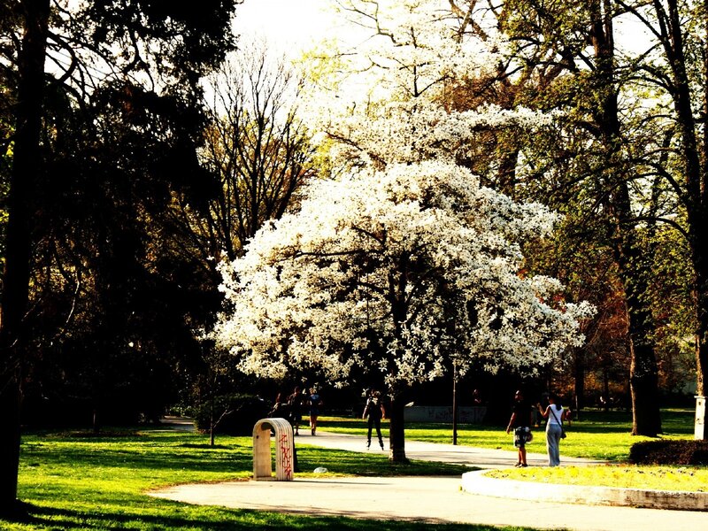 White-flowered Tree in Park — Green, Serene