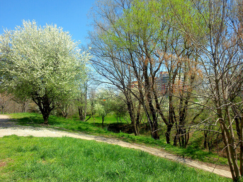 White-flowered Tree in Park — Green