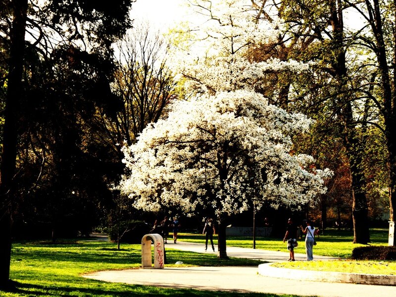 White-flowered Tree in Park