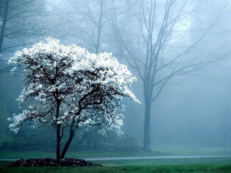 White-flowered Tree