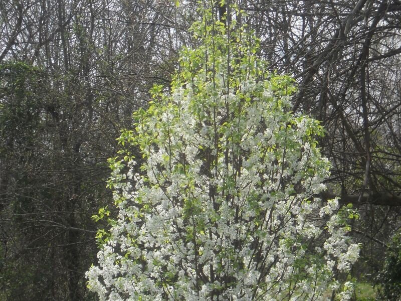 White-flowered Tree — White, Serene