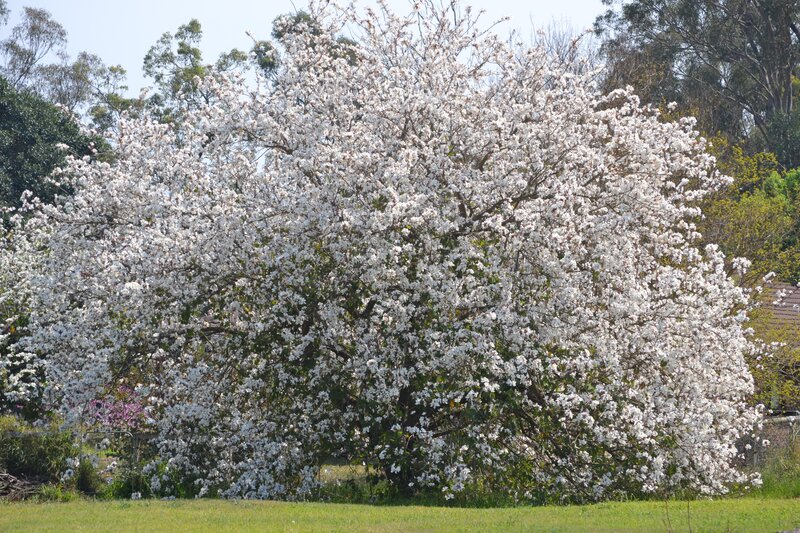 White-flowered Tree — White