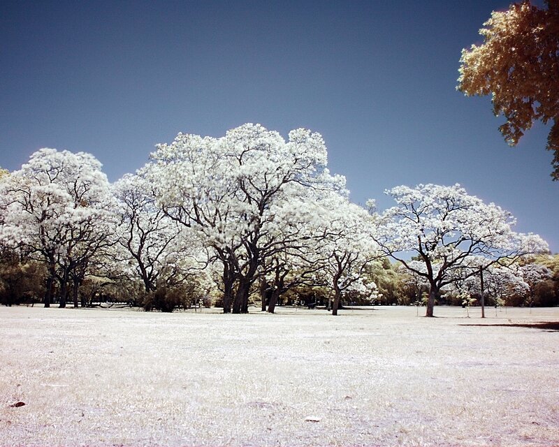 White-flowered trees in park