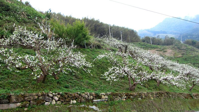 White-flowered Trees on Hillside