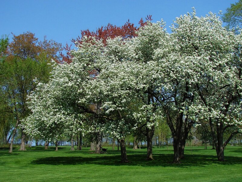 White-flowered Trees