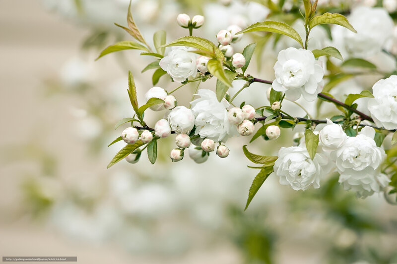 White Flowering Branch — Serene, Spring, Photograph, Flowers, Buds, Leaves