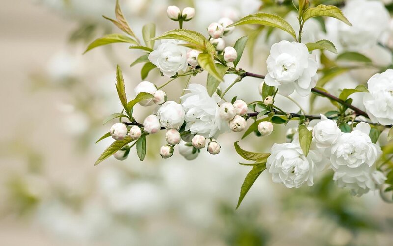 White Flowering Branch — Serene, Spring, Photograph, Flowers