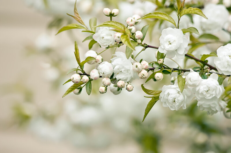 White Flowering Branch — Serene, Spring, Photograph