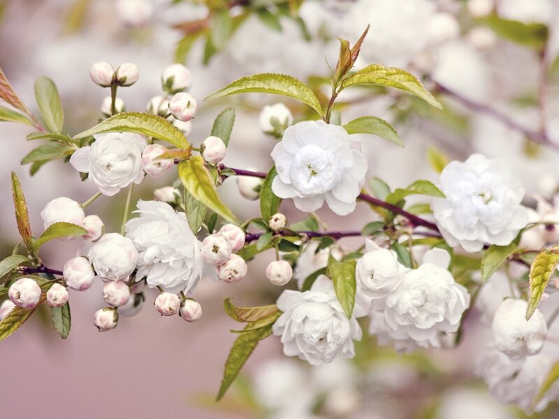 White Flowering Branch — Serene, Spring