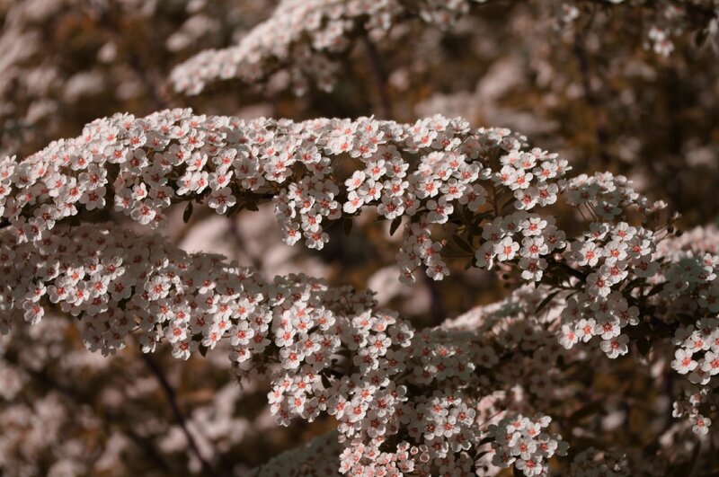White Flowering Branches — Serene, Spring