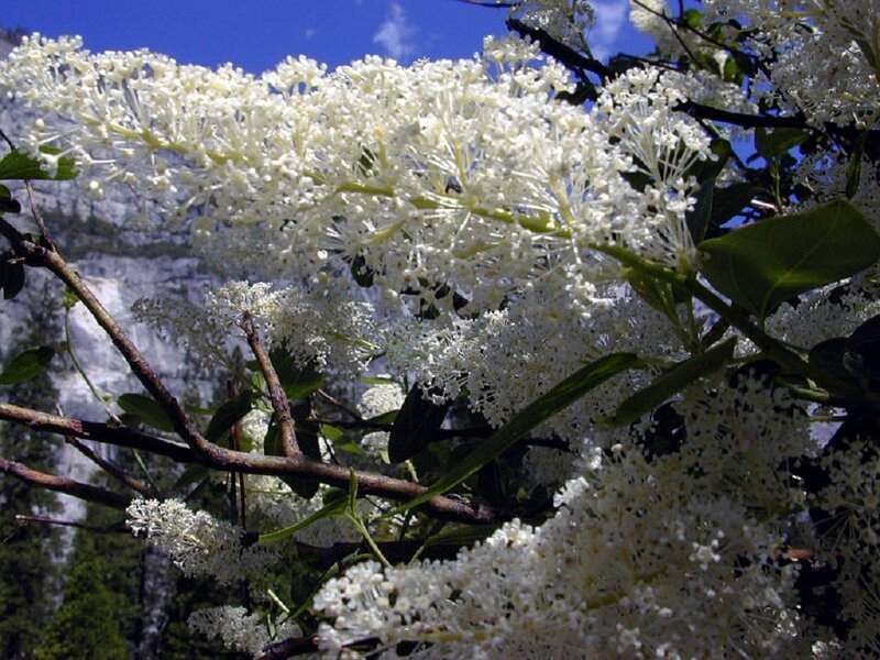 White Flowering Branches — Serene