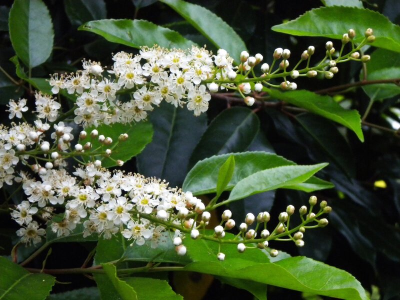 White Flowering Branches
