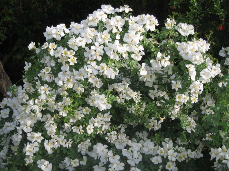 white flowering bush