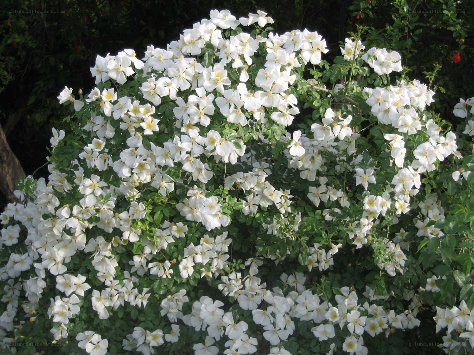 white flowering bush