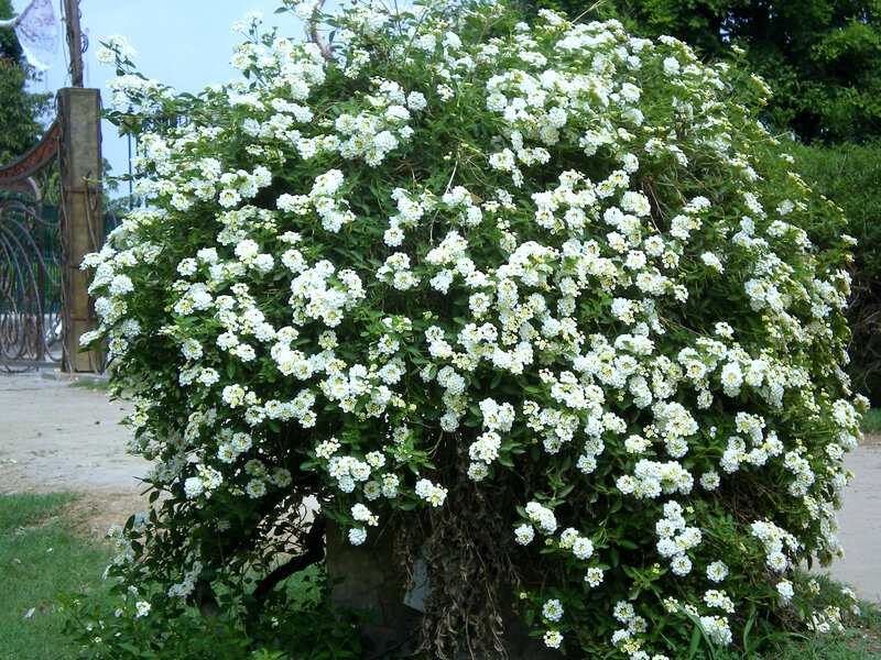 white flowering bush