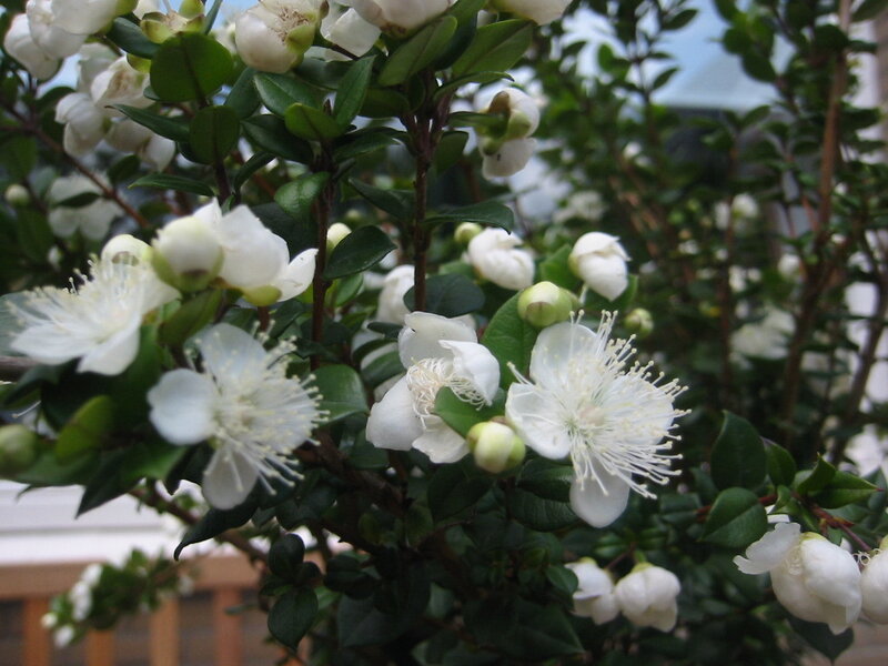 White Flowering Bush — Calm, Spring