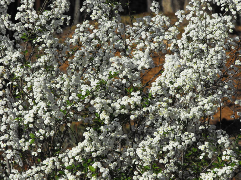 White Flowering Bush — Calm