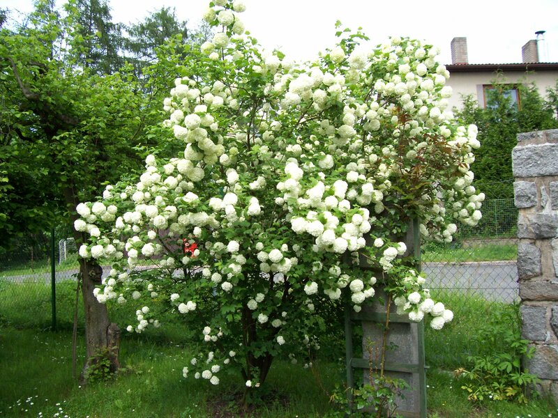 White Flowering Bush — Green, Calm