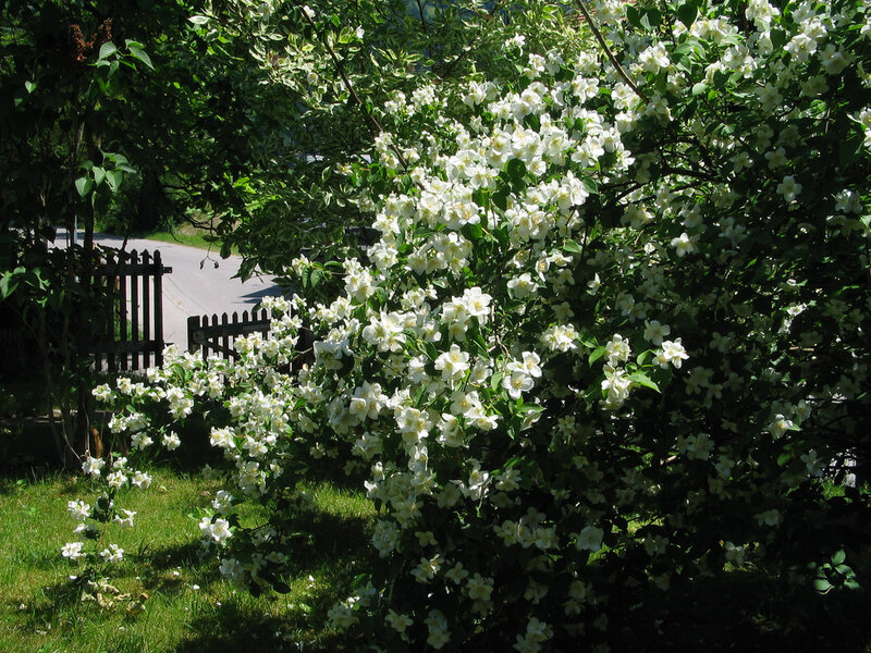 White Flowering Bush — Green