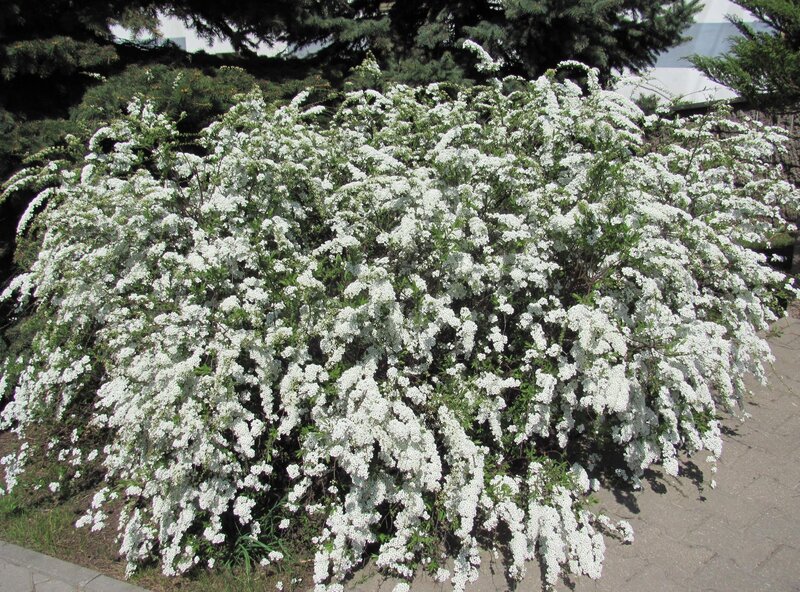 white flowering bush in bloom