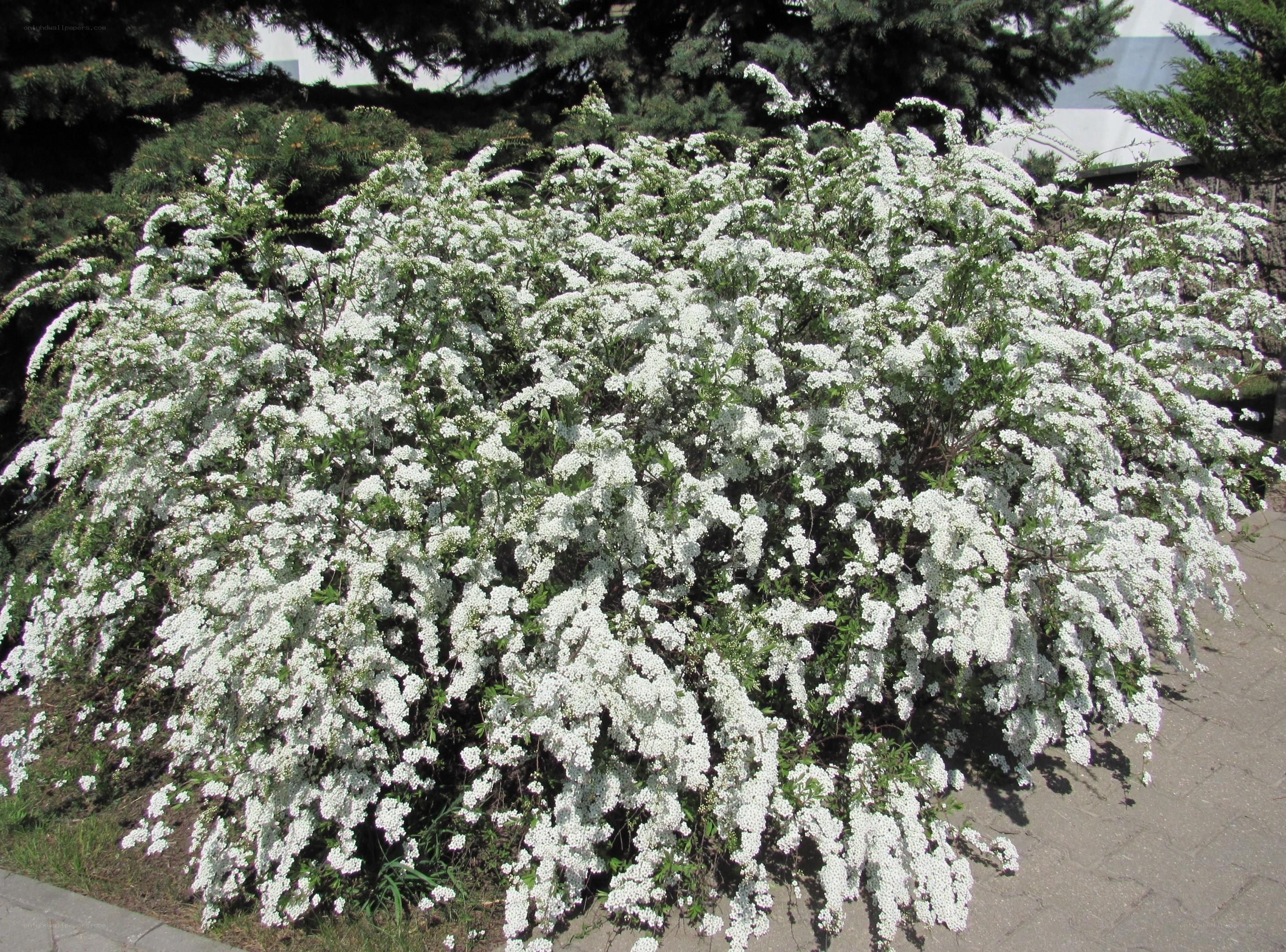 white flowering bush in bloom