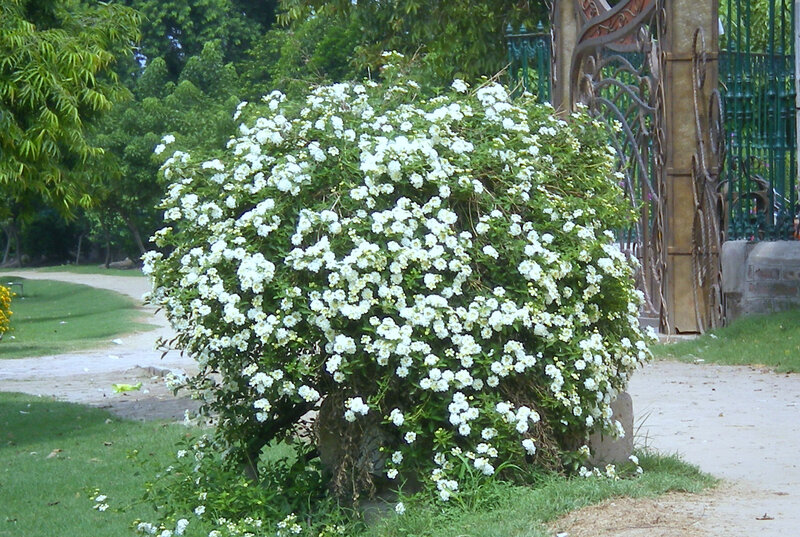 White flowering bush in park