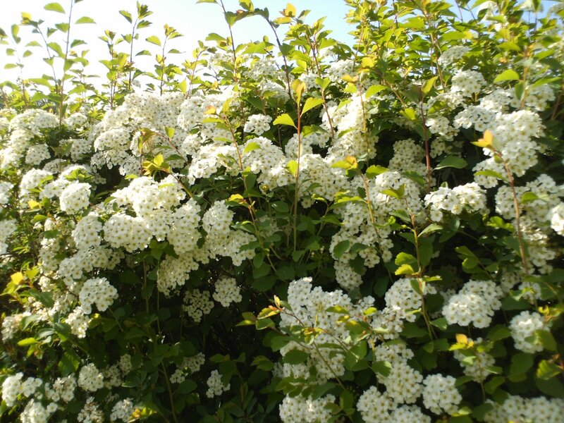 White Flowering Bush — Serene, Afternoon