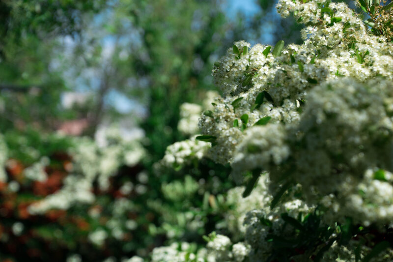 White Flowering Bush — Serene, Spring