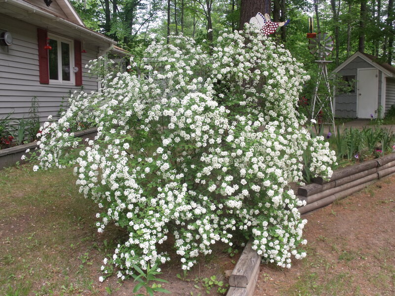 White Flowering Bush — Serene, Summer, Photograph