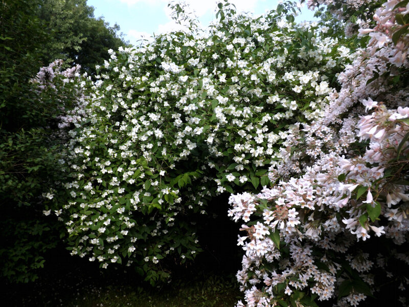 White Flowering Bush — Serene, Summer