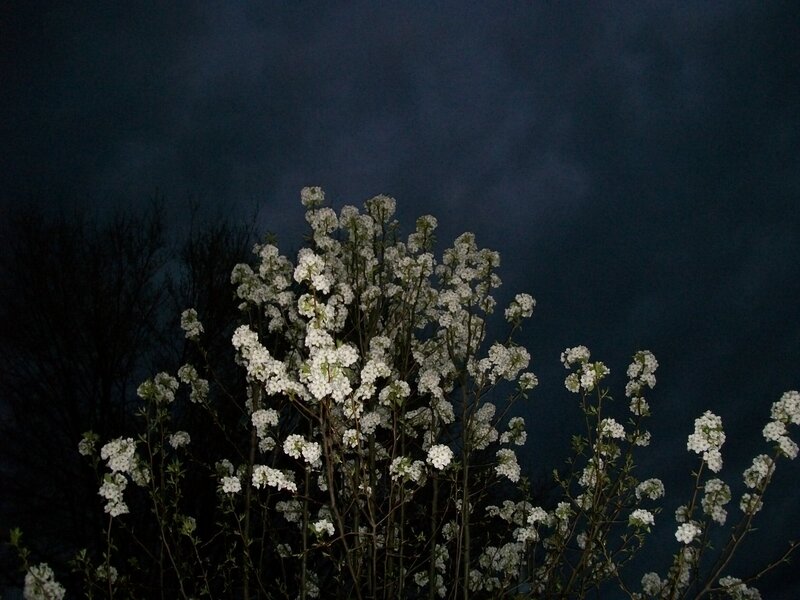 White Flowering Bush — Serene