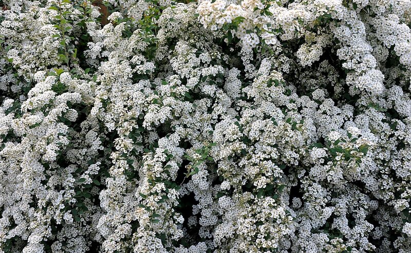 white flowering bush