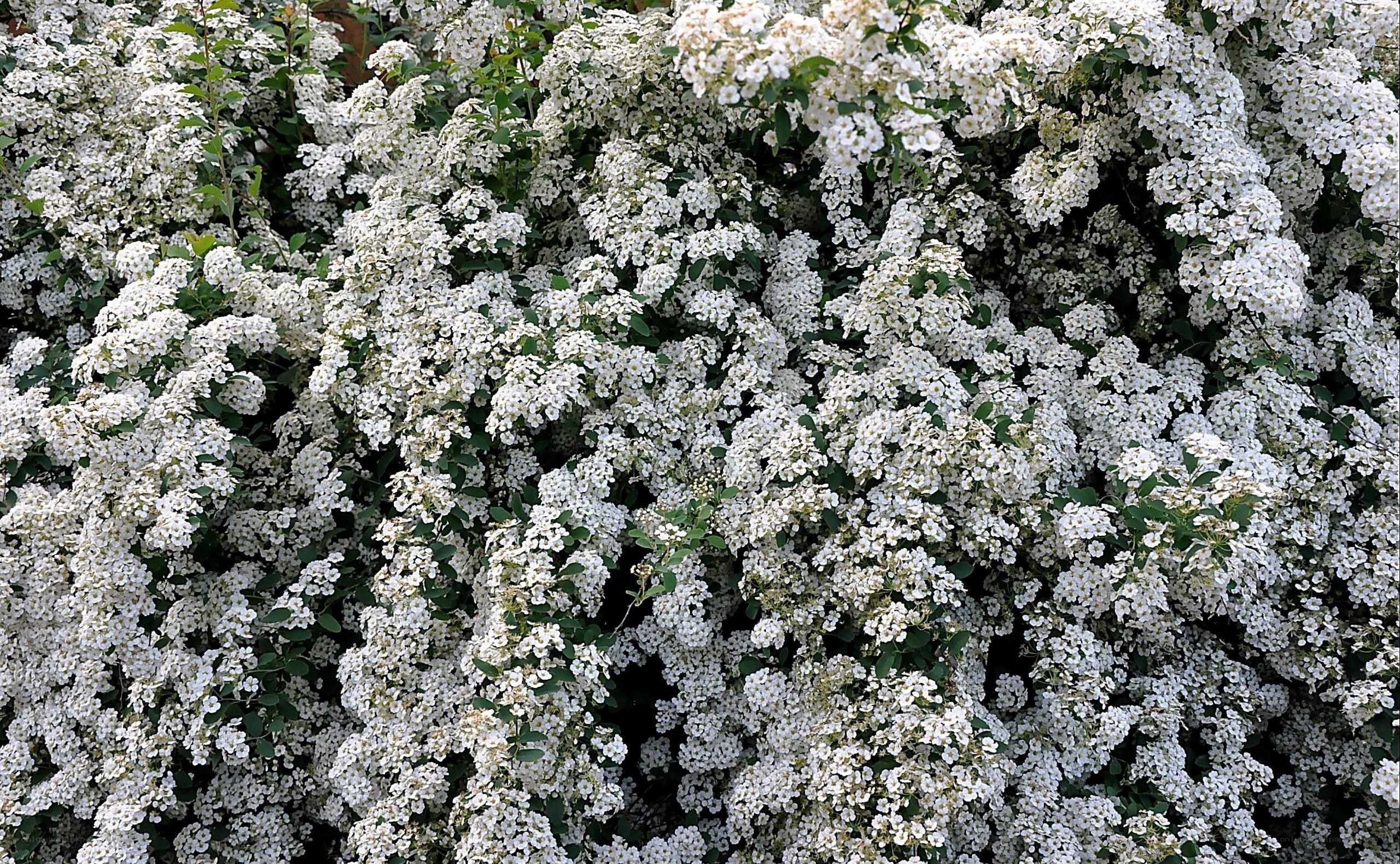 white flowering bush