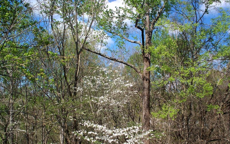 White Flowering Dogwood