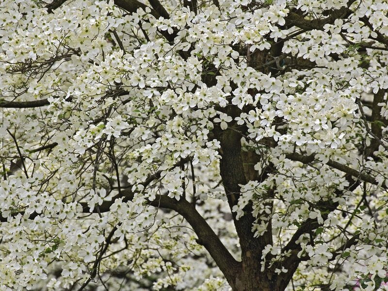 White flowering dogwood tree