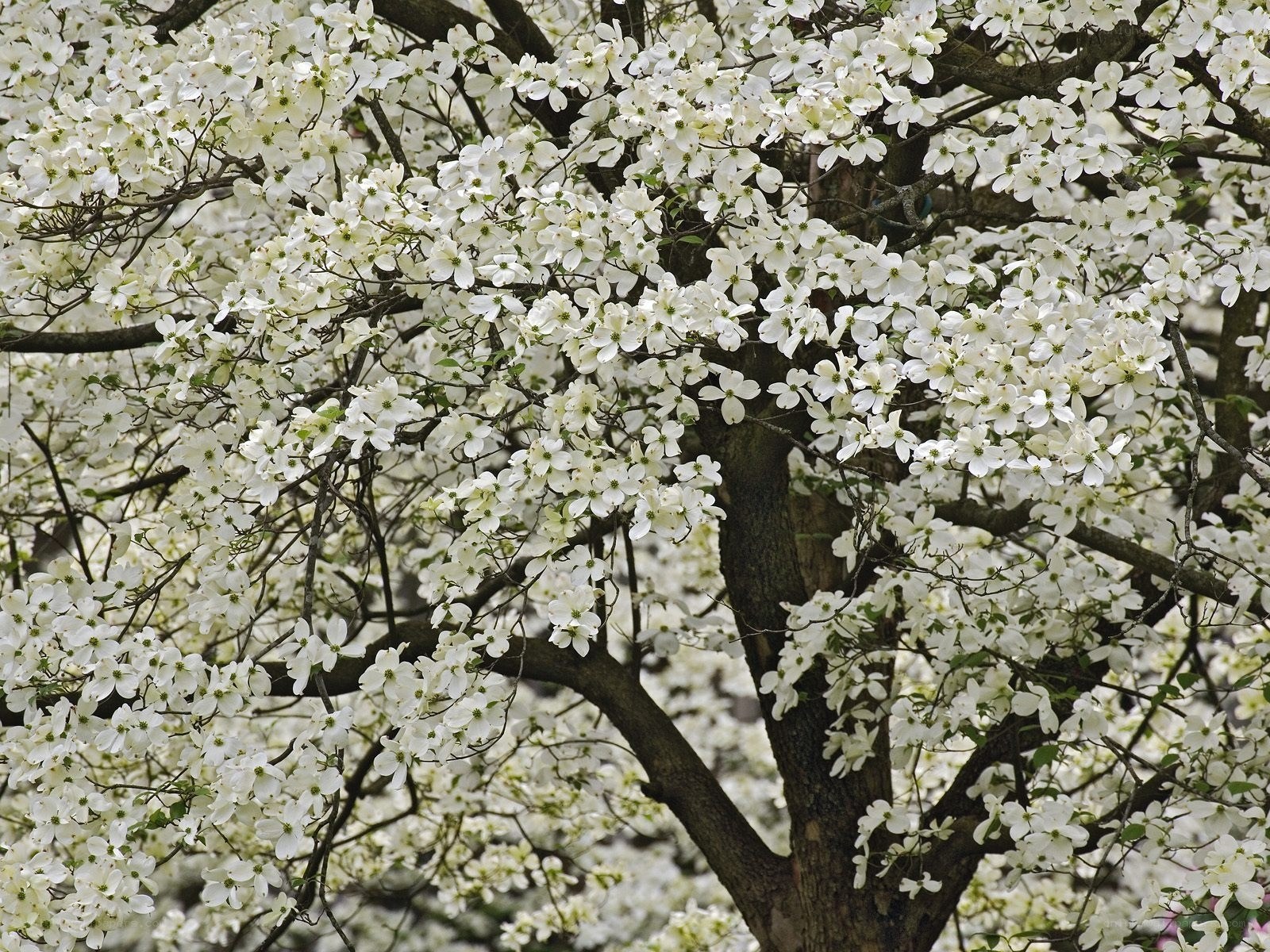 White flowering dogwood tree