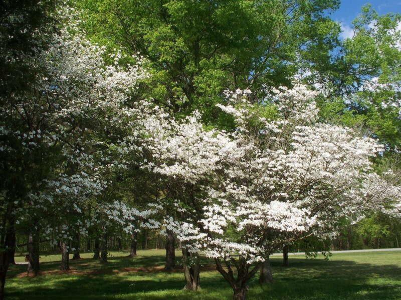 White-flowering Dogwood Trees