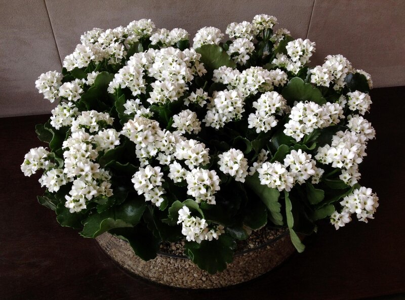 white flowering kalanchoe plant