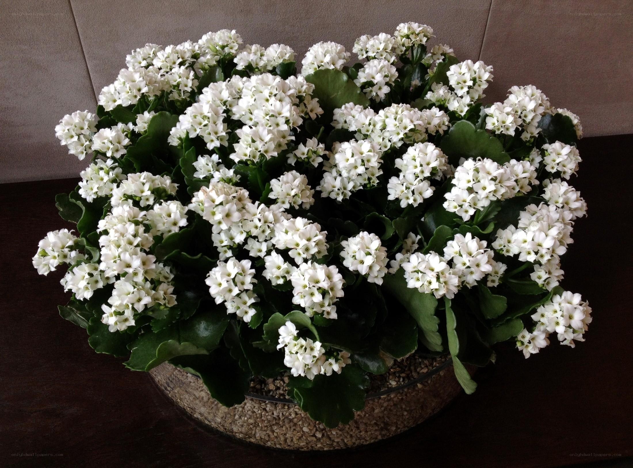 white flowering kalanchoe plant