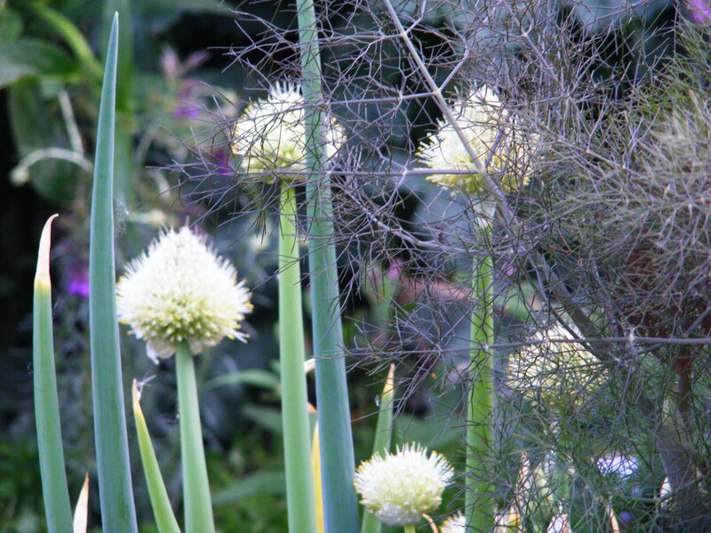 White Flowering Onions