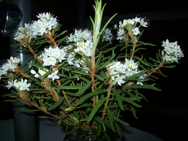 White Flowering Plant — Green