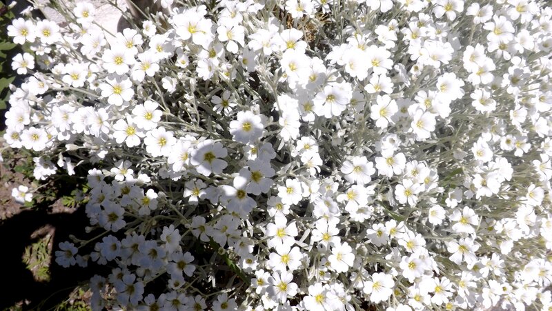 White Flowering Plant