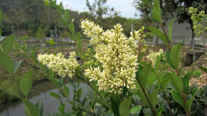 White Flowering Shrub — Calm, Afternoon