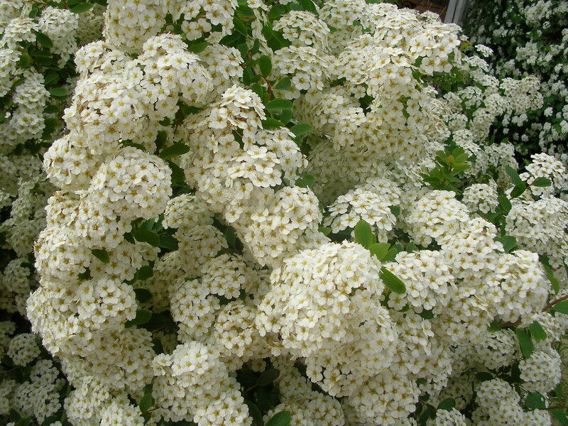 White Flowering Shrub — Calm, Spring
