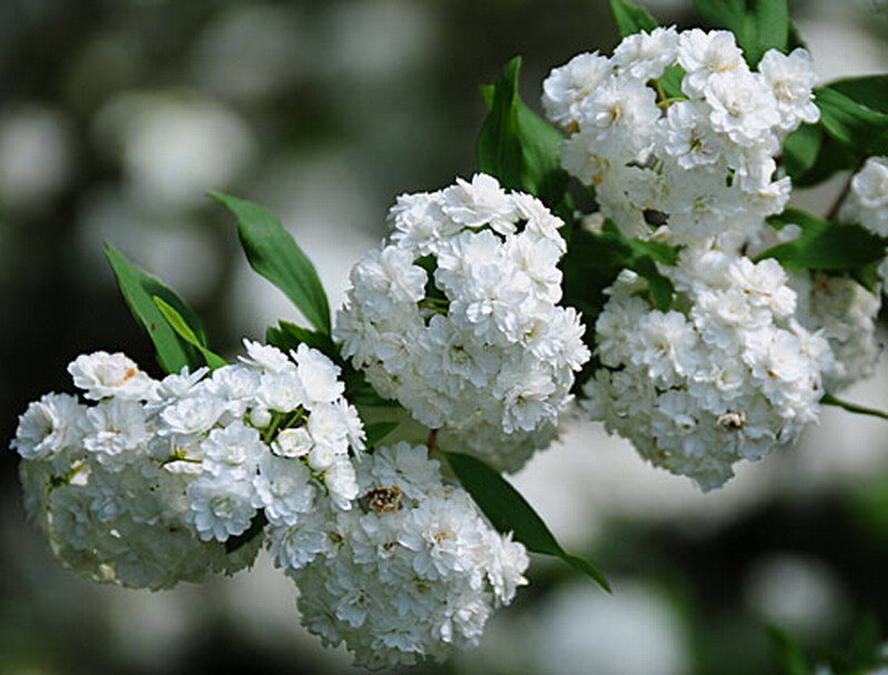 White Flowering Shrub — Calm